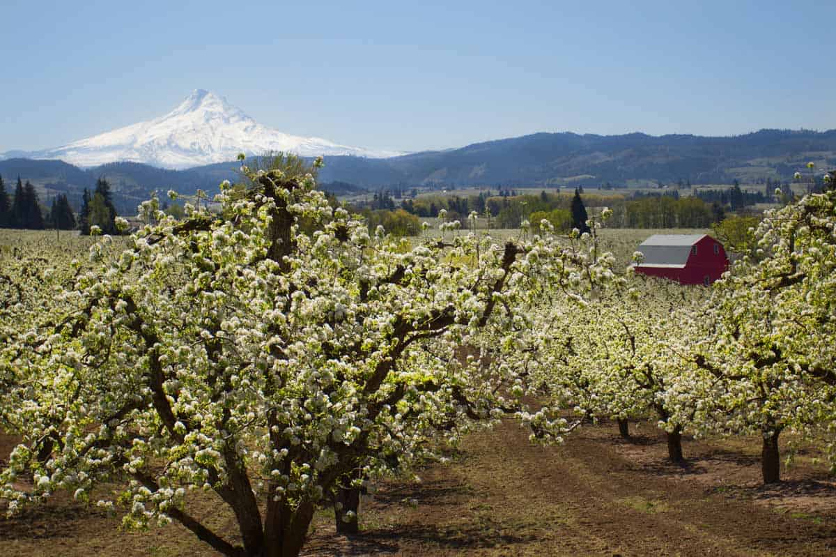 Trails in America, Hood River apple orchards in Oregon. CC Image by Bonnie Moreland