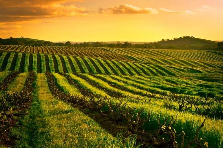 Barossa Valley Australia: Wine regions not in Europe