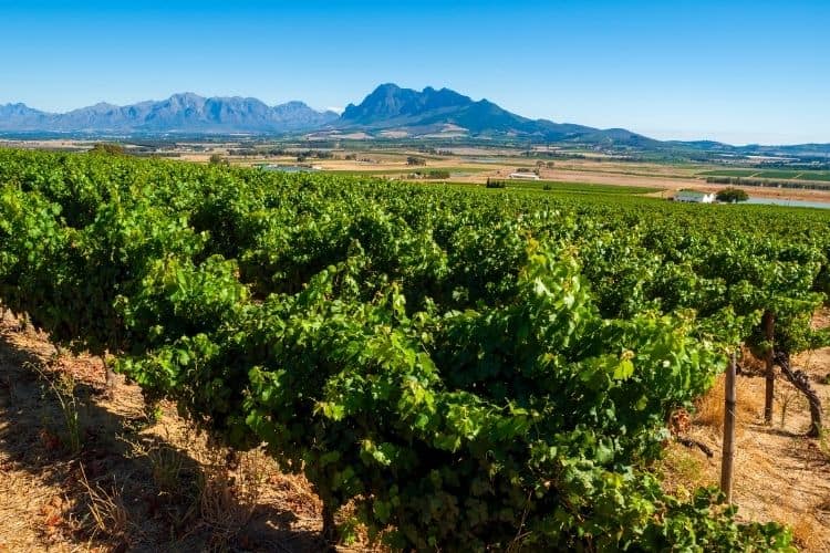 Stellenbosch South Africa Wine Region