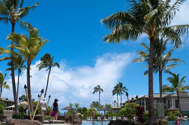 Palms around the pool at the Westin Princeville Ocean Resort Villas