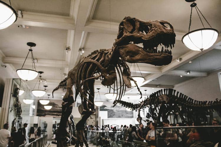 The dinosaur skeletons at the American Museum of Natural History in Manhattan