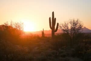 Cactus in the Desert by Joe Cook