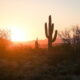 Cactus in the Desert by Joe Cook
