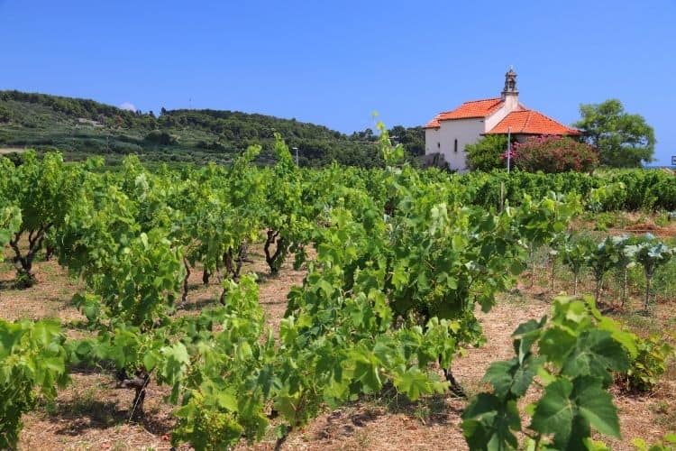 Vineyard in Korcula Croatia things to do