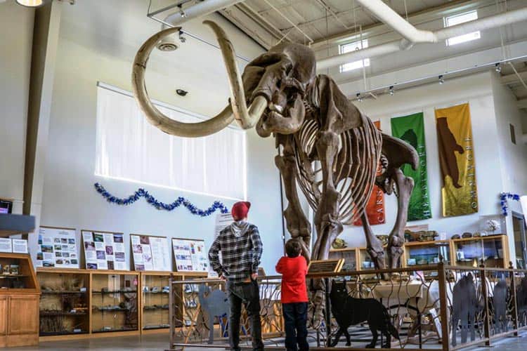 The Fossil Discovery Center in Madera County, California has one of the largest collections of fossils from the Middle Pleistocene era. Photo courtesy of Visit Yosemite/Madera County