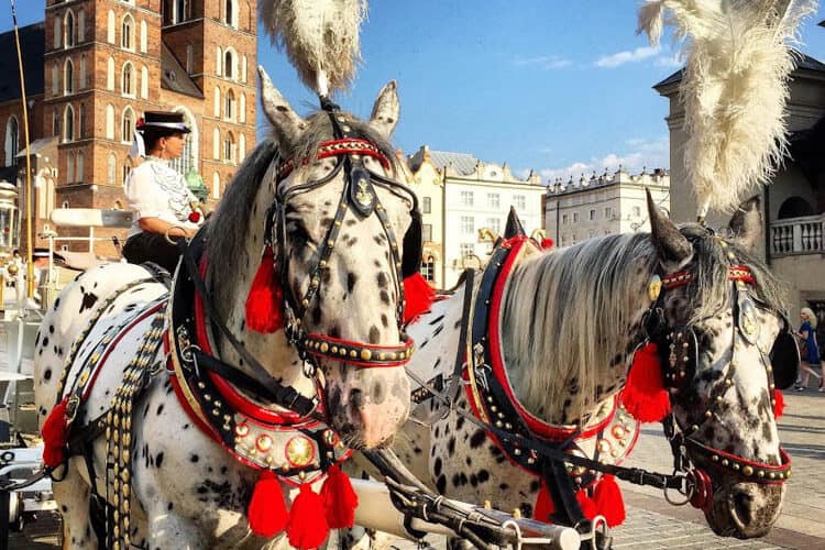 Dalmatian-like horses in Market Square