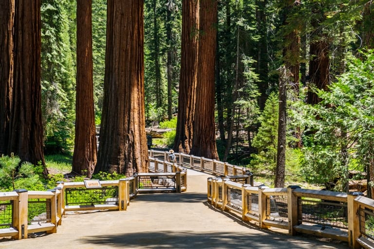 Mariposa Grove of giant sequoias is the largest sequoia groves in Yosemite National Park. Photo courtesy of Visit Yosemite/Madera County