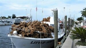 Sponge boats are a familiar site in Tarpon Springs, Florida. Photo by ExploreTarponSprings.com