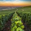 Explore the beautiful wine regions of France. Image by Seyesphotography from Getty Images via Canva