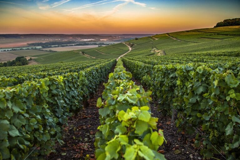 Explore the beautiful wine regions of France. Image by Seyesphotography from Getty Images via Canva