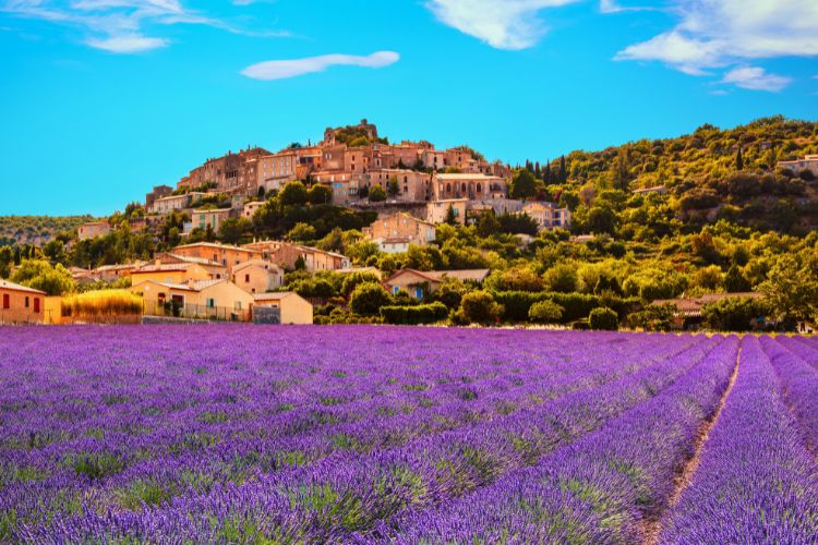 Lavendar fields in Provence France