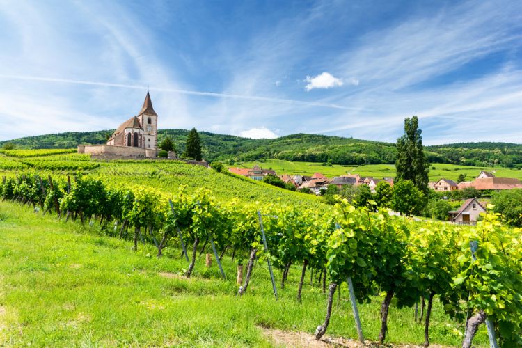 Village and vineyard in Alsace.
