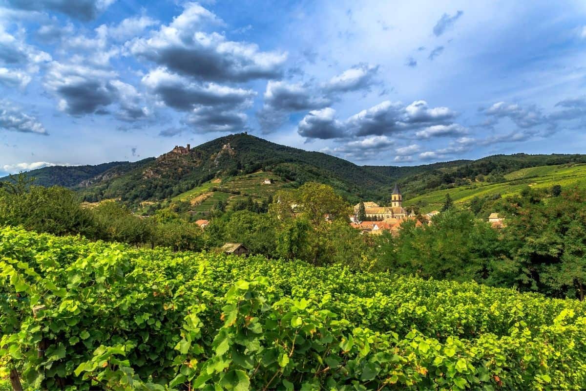 Wine Regions in France