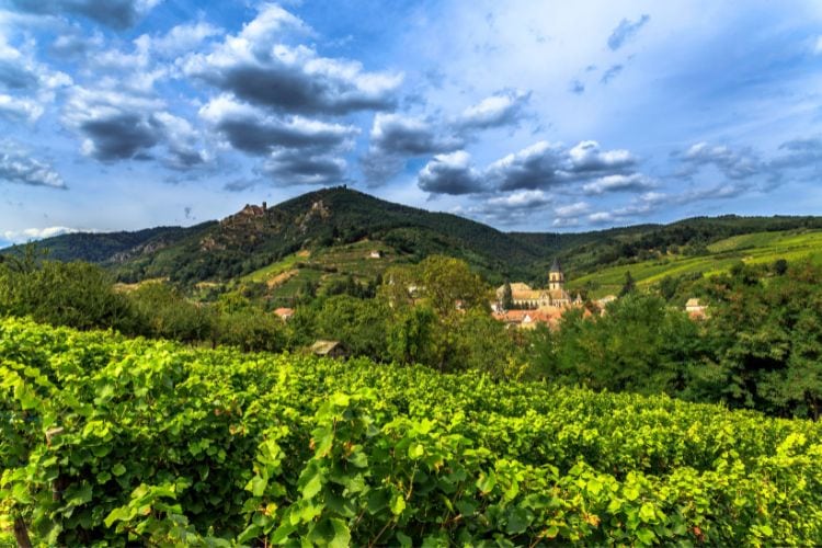 France wine region.