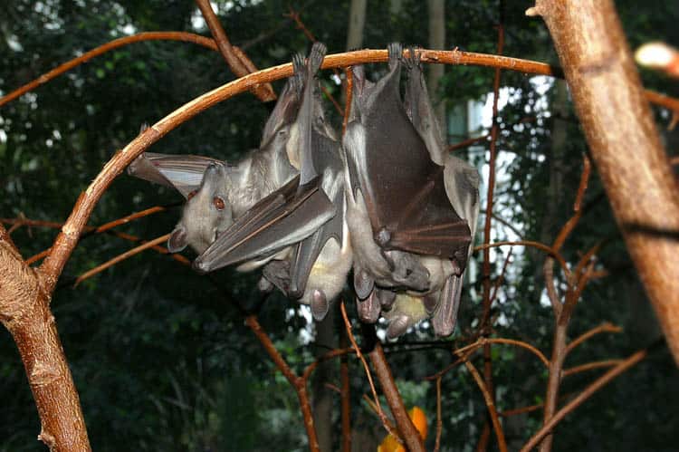 Zambia African Fruit Bat