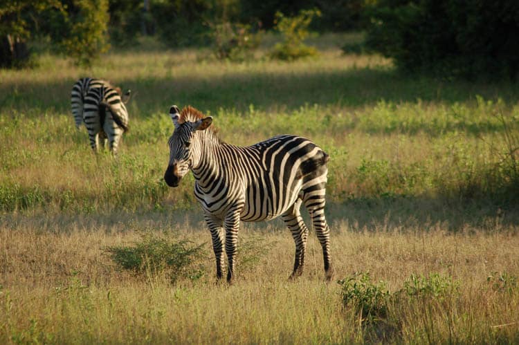 Zambia South Luangwa