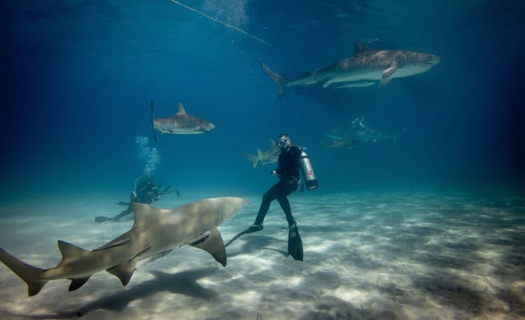 Diving with sharks