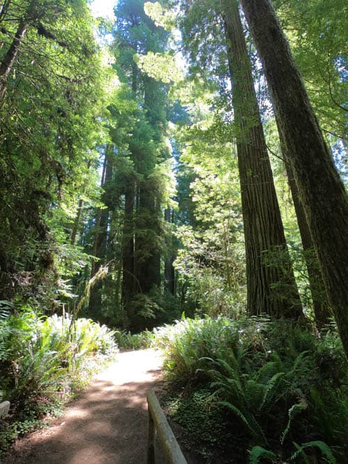 Stout Grove Southern Oregon