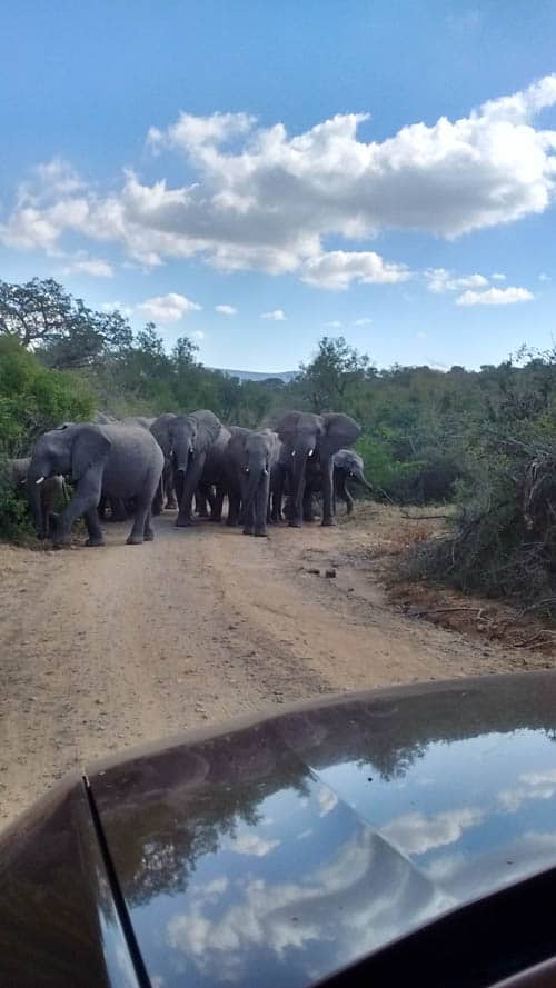 Tembe Elephant Park 