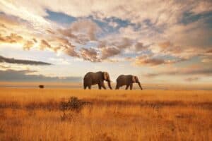 Journey Through Tembe Elephant Park: A Community of Wildlife Conservation