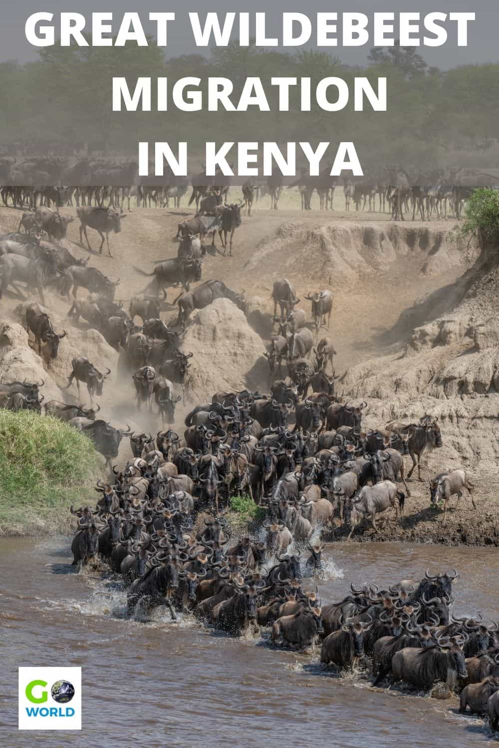 The wildebeest migration in Kenya is one of nature's wonders. It's mysterious, chaotic, deadly, inspiring & the greatest show in the world. #Africa #Kenya #wildebeestmigration