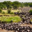 Wildebeest Migration Kenya