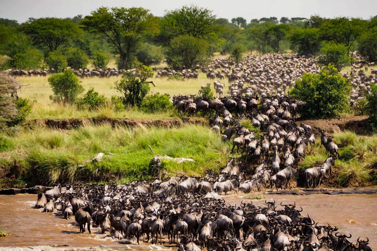 Wildebeest Migration Kenya
