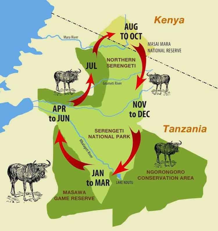 Wildebeest Migration Map & Calendar