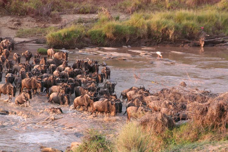 Wildebeest crossing the river