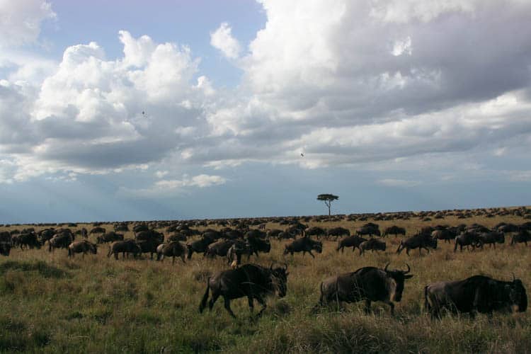 Grazing wildebeest