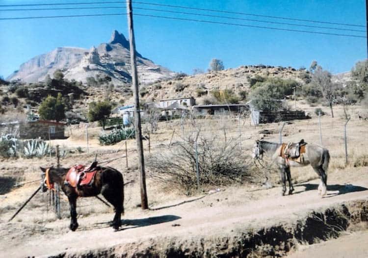 African adventure Horses tethered at the side of the road. Horses and donkeys are a popular form of transport