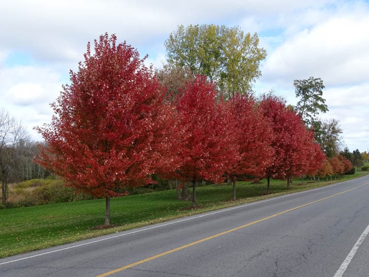 Fall Colours in Ontario Rednersville Road