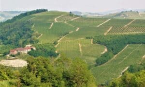 Cheese, Truffles, History and Wine in Piedmont, Italy