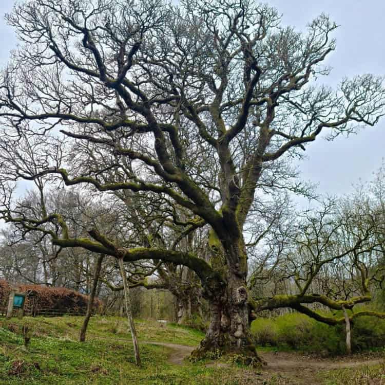 Scotland in Autumn. Birnham Oak