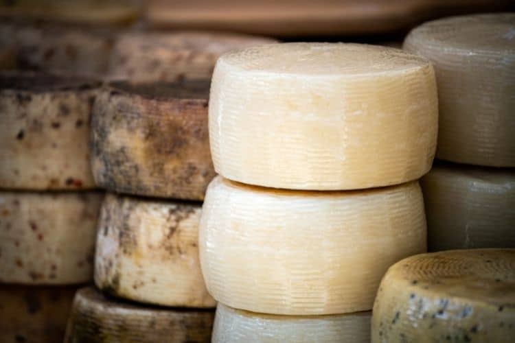 Studying abroad Pecorino cheese wheels 