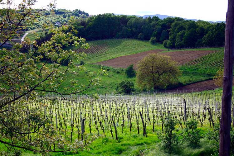 Vineyards in Maribor