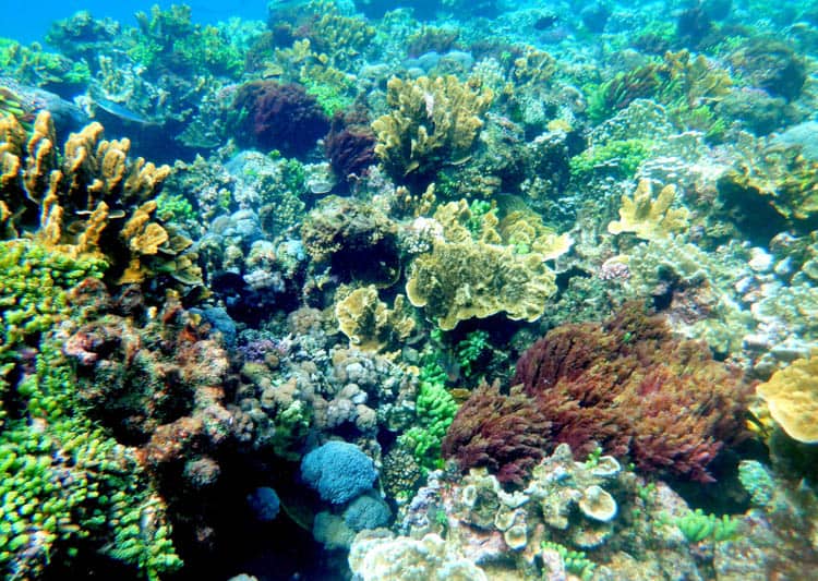 Coral at the lagoon