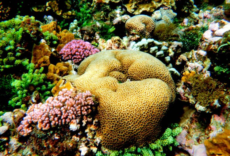 Lord Howe Island Coral at the lagoon