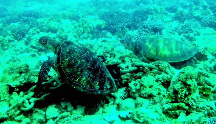 Green turtles roosting in the lagoon