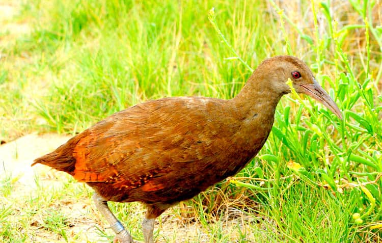 Lord Howe Island Woodhen