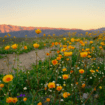 The beautiful desert in Palm Springs California