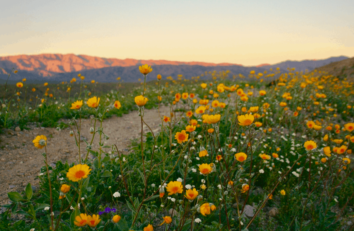 The beautiful desert in Palm Springs California