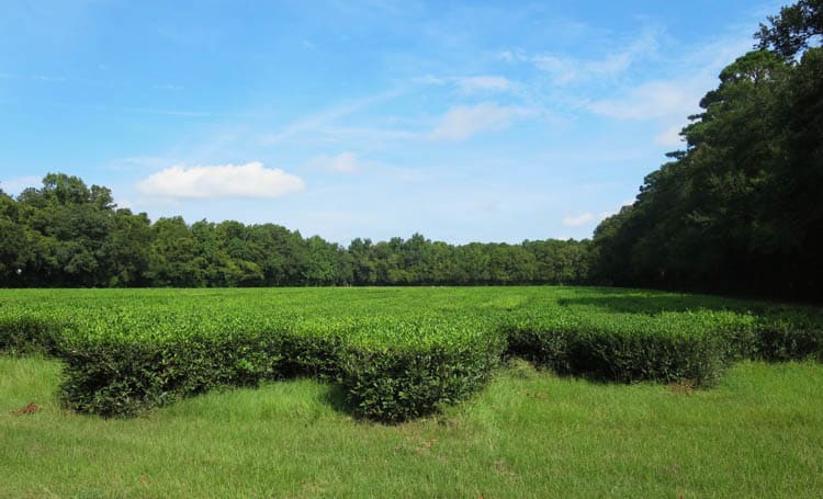 South Carolina Plantation