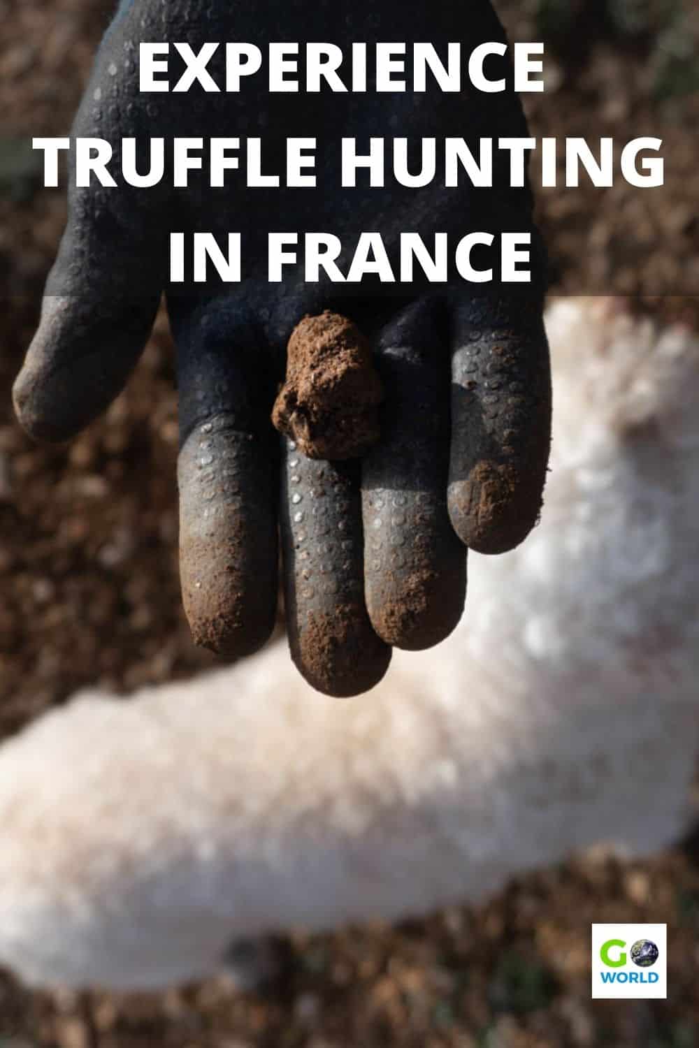 Truffle hunting is a dying art but you can experience it for yourself in Occitanie France. Get a taste of the coveted French black truffle. #Frenchtruffles #trufflehunting #culinarytravel