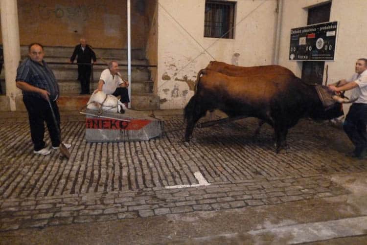 testing of the oxen