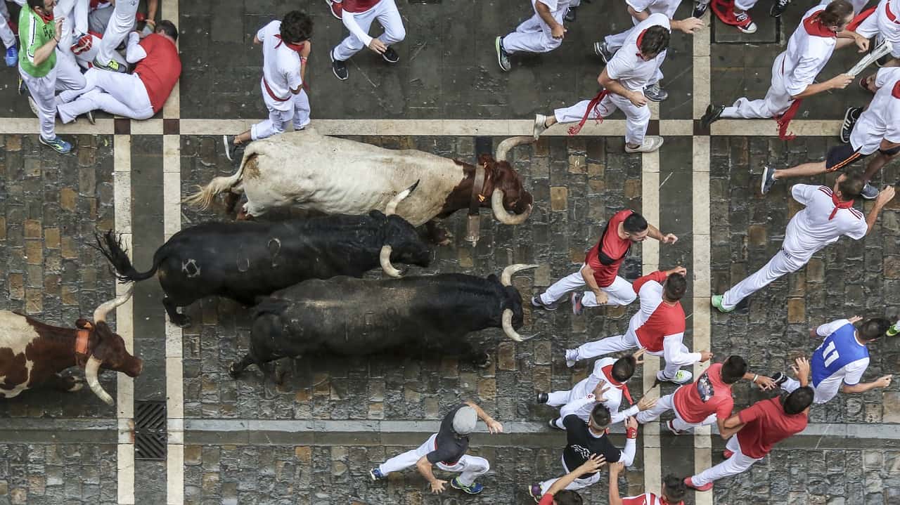 Basque Tradition of Testing the Oxen Instead of Running With the Bulls