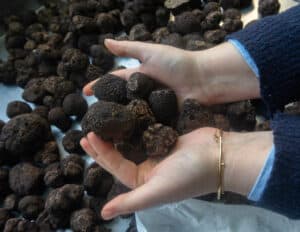 Discover the Art of Truffle Hunting in Occitanie, France