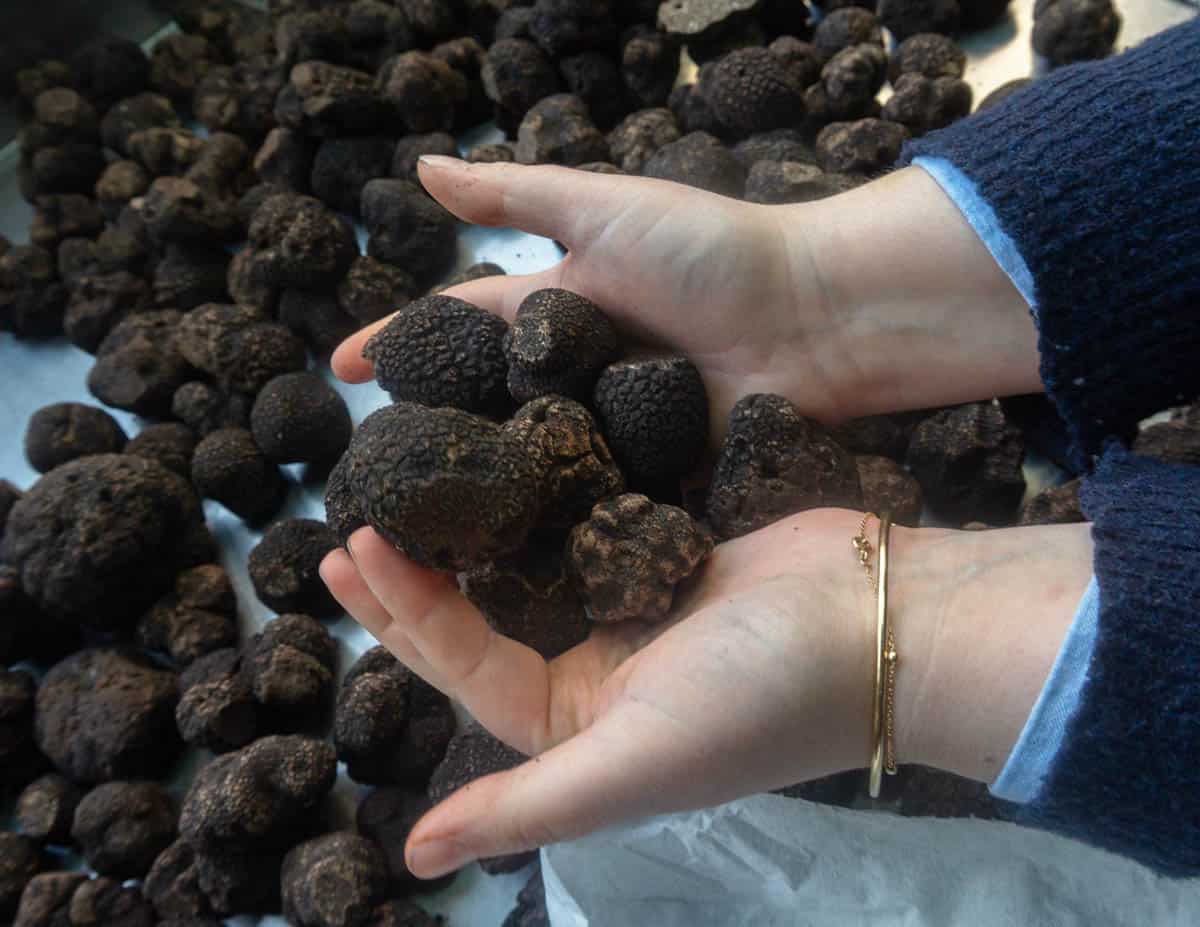 Truffle Hunting in France is a Great Gastrinomical and Cultural Experience