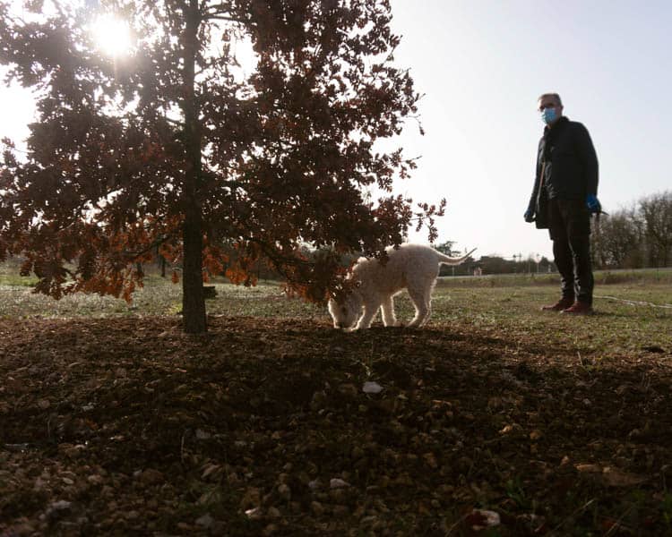 Truffle Hunting