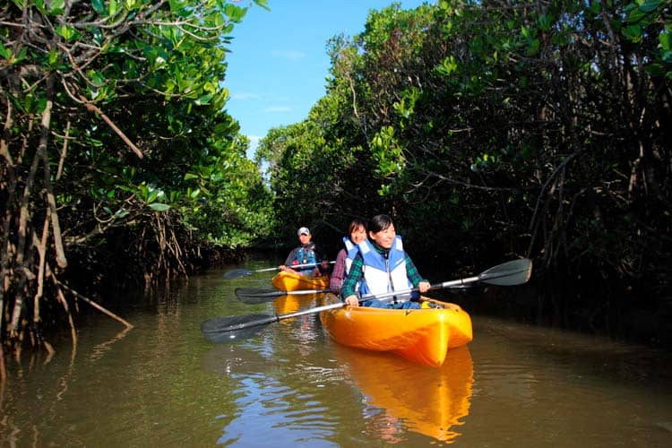 Kayaking in mangroves. Photo by Okinawa Convention＆Visitors Bureau